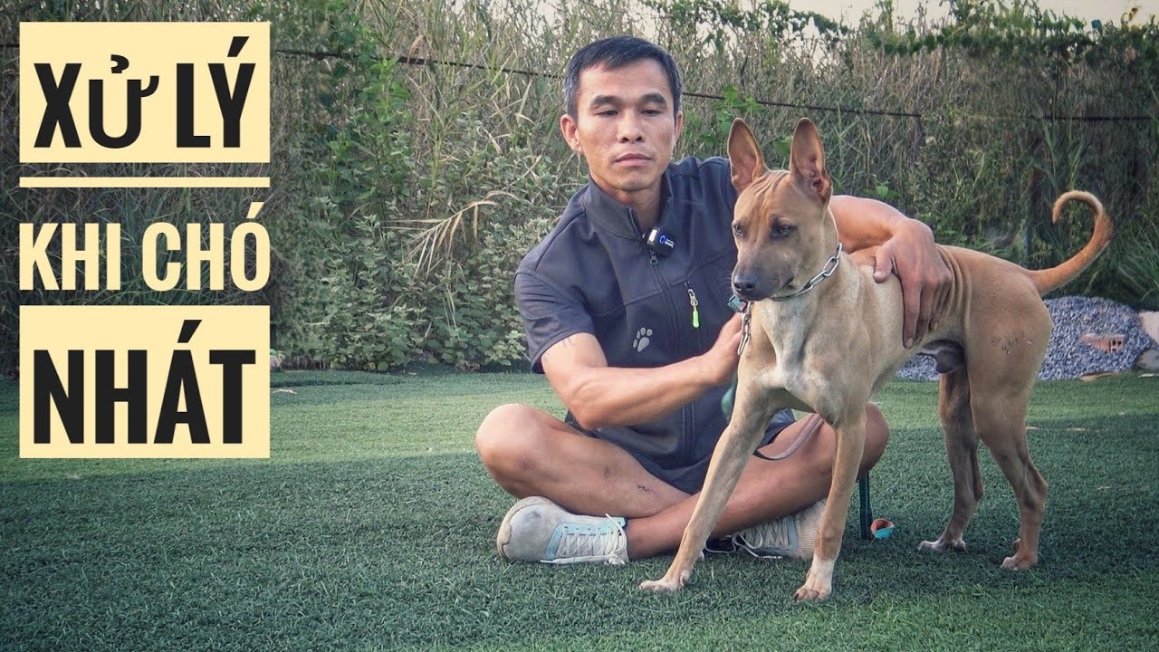Chó Nhát thì Xử Lý Như thế Nào ??? / Xử Lý Hành Vi của Chó/ NhamTuatTV - Dog in Vietnam