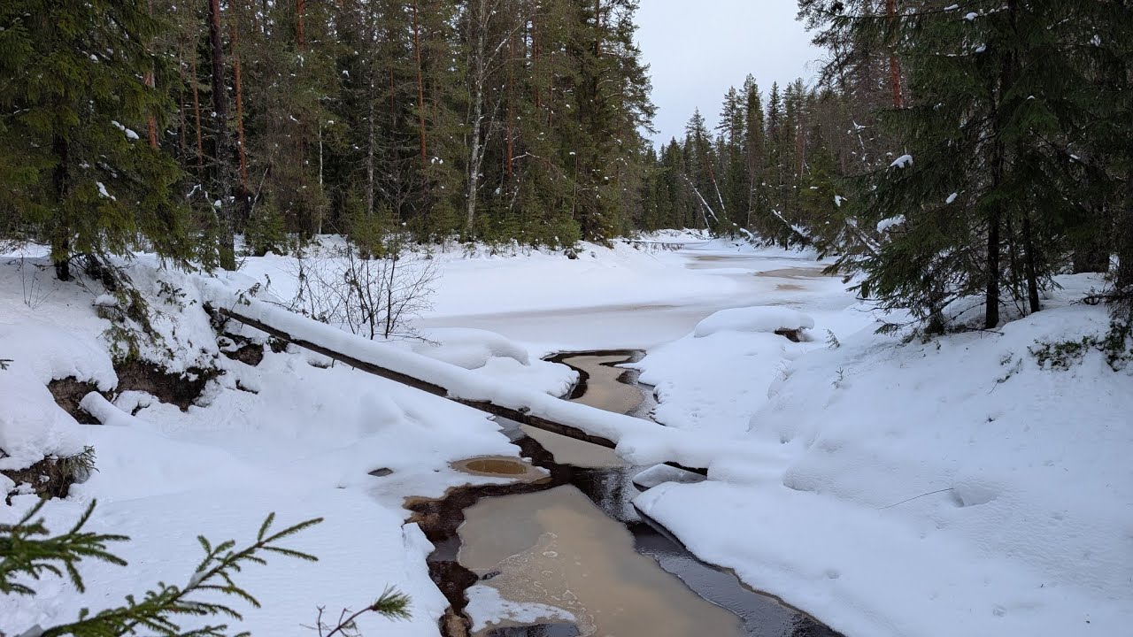 Skiing in Finnish nature park Koitajoki