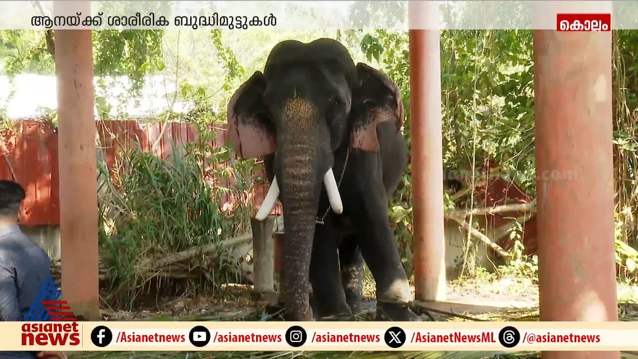 ആനപ്രേമികളുടെ സ്വന്തം തൃക്കടവൂർ ശിവരാജുവിന് വിശ്രമത്തിൽ | Thrikkadavoor Sivaraju | Elephant