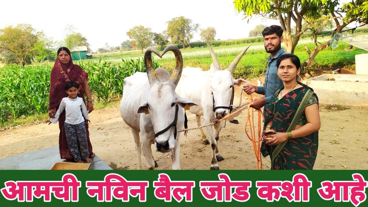 आज आमच्या कुलदेवीच्या दर्शनाला गेलो 🥰 आमची नविन बैल जोड कशी आहे..😍