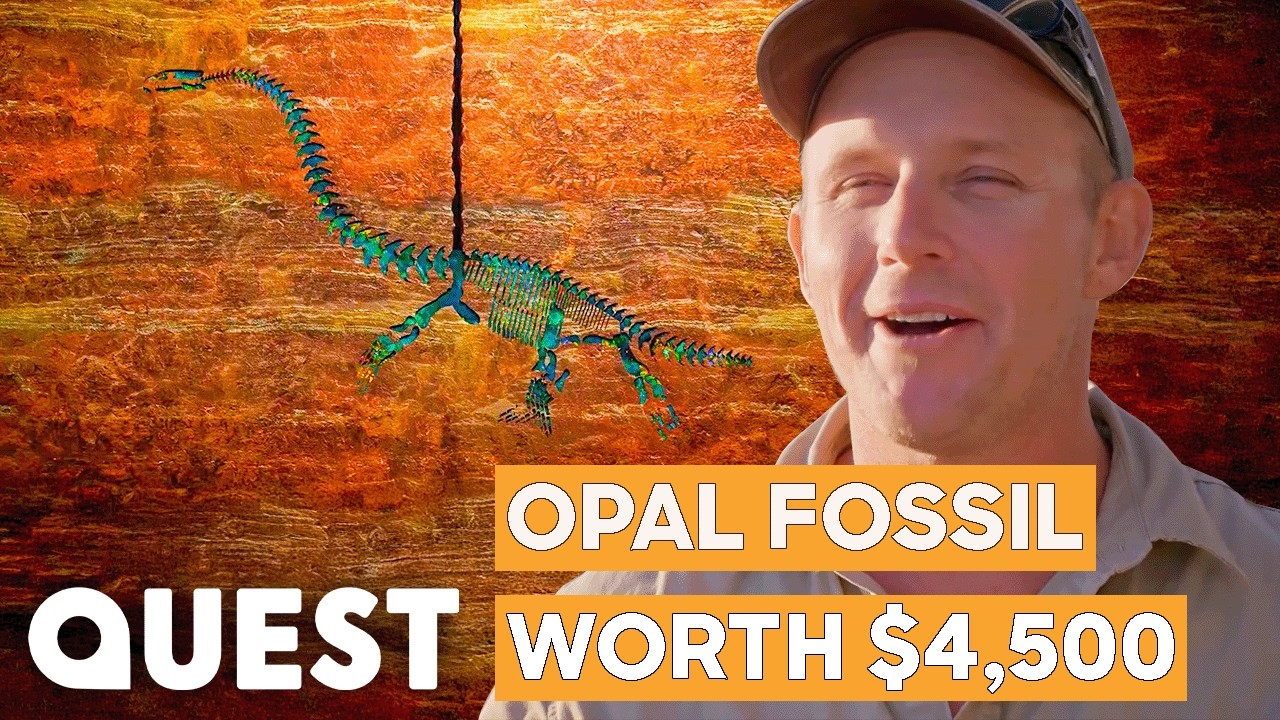 Opalised Fossil Makes $4.500 For The Mooka Boys | Outback Opal Hunters