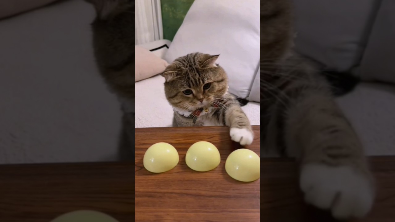 Cute cat playing puzzle game🐱 