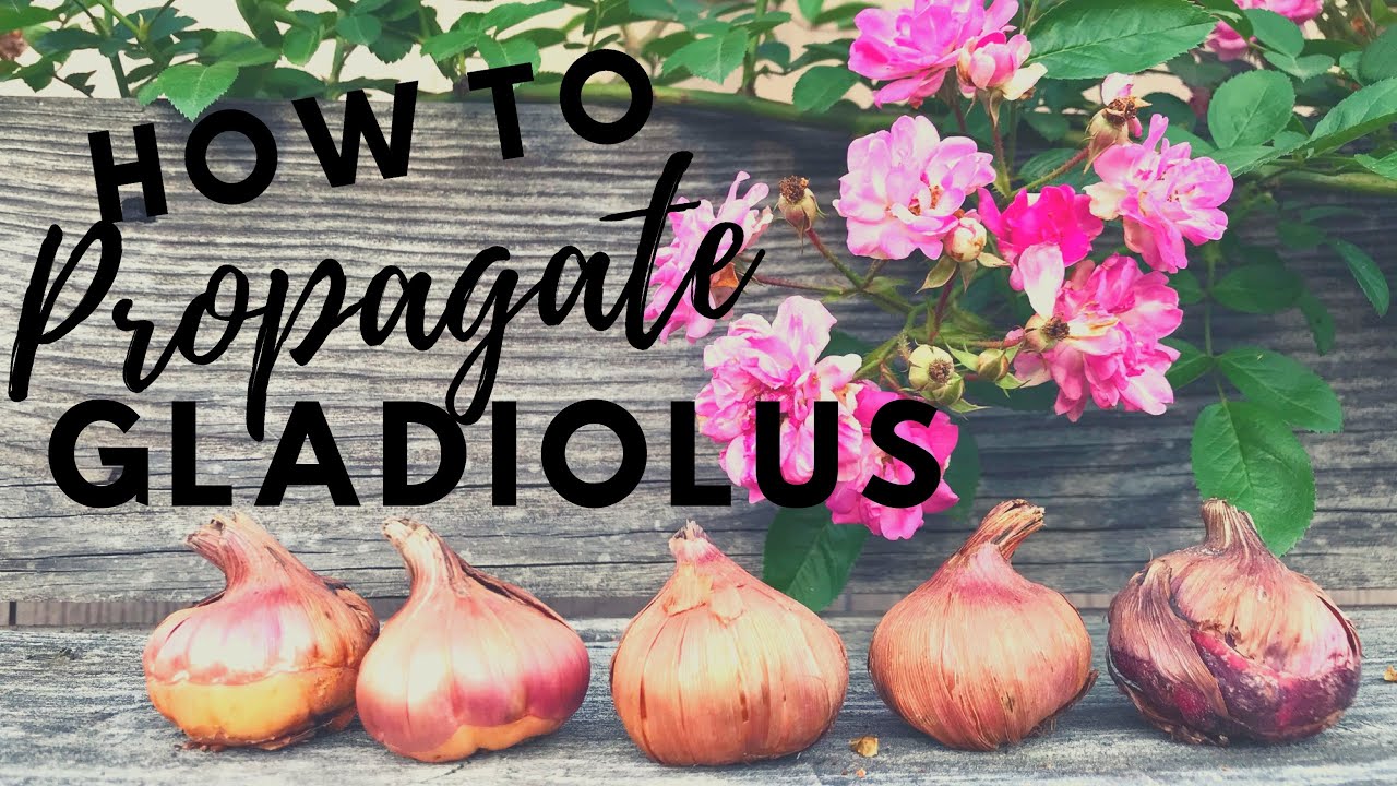 How To Propagate Gladiolus Easy tips & Gladiolus Updates