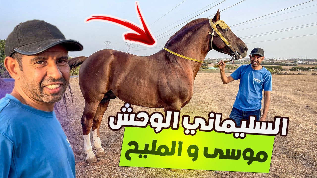 🚨مشيت عند موسى نشوف العود السليماني لي دار ضجة بسوق الگفاف اللهم بارك عود غليض ديال الباردية الكبار