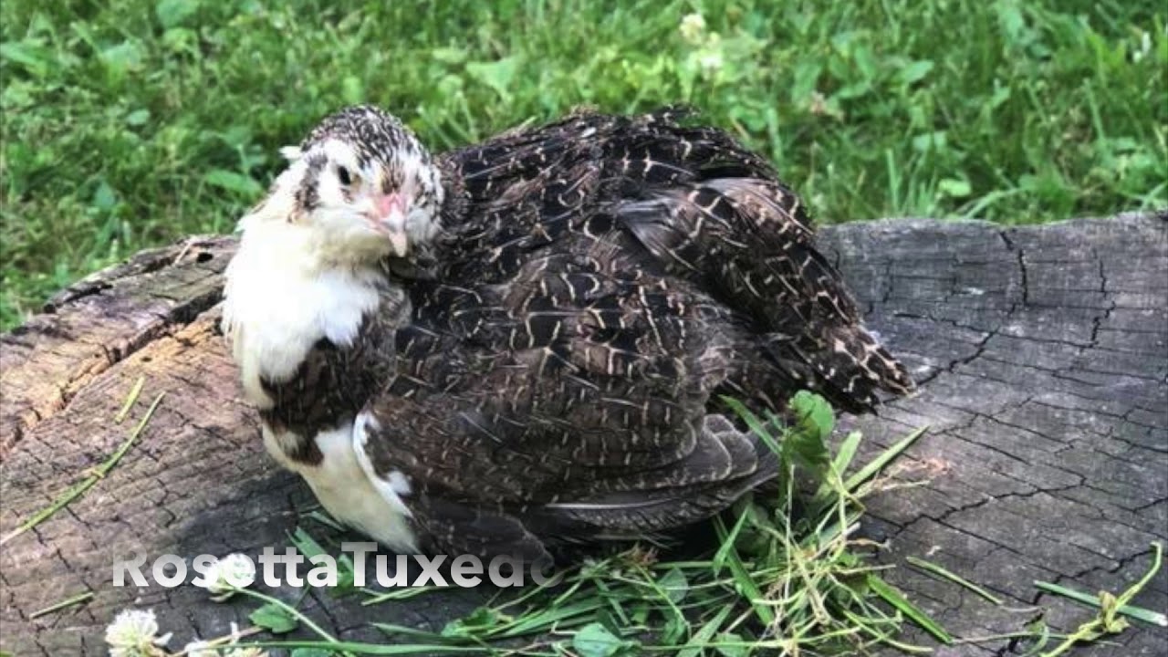 coturnix quail colors