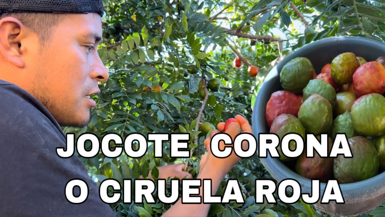 Enfermedades de jocote corona o ciruelas rojas  - jocotes de Guatemala