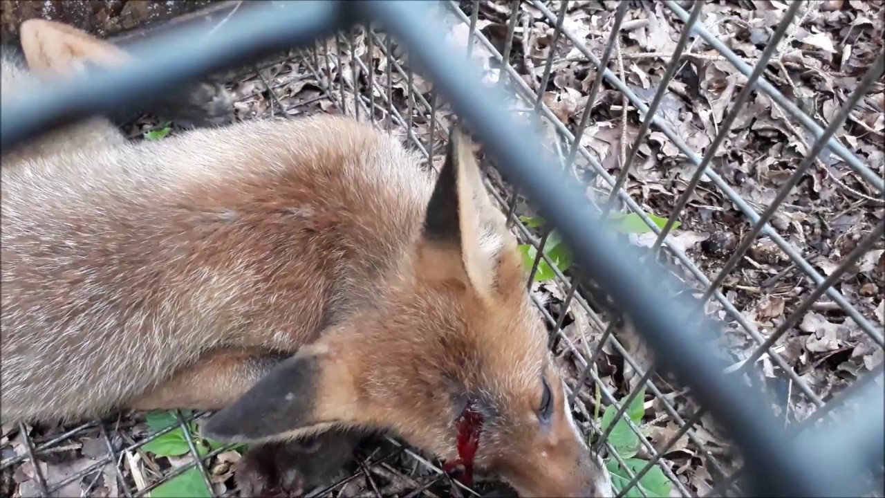 F&uuml;chse im Juli! Start der Fallenjagd - Abfangen von Raubwild - von Fangjagd TV