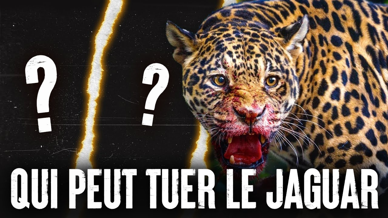 5 ANIMAUX qui pourraient VAINCRE un JAGUAR