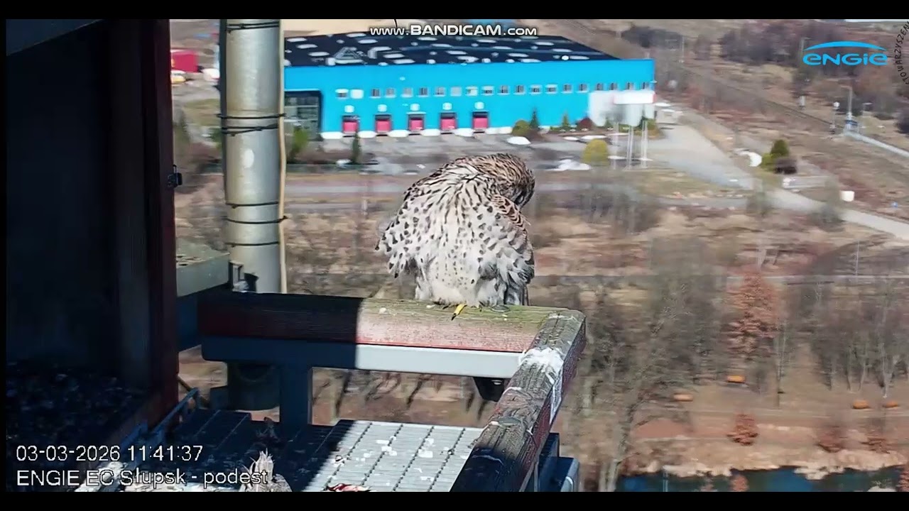 ENGiE EC Słupsk PL - Kestrels. Female on railing , bonding -  2026 03 03 11 39