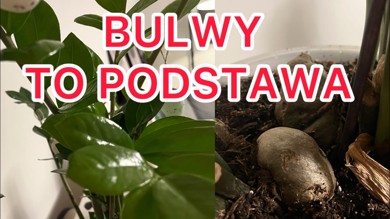 Zamiokulkas oszalał! 5 nowych pędów po tej jednej zmianie - Zrób to z bulwami by nie gniły 