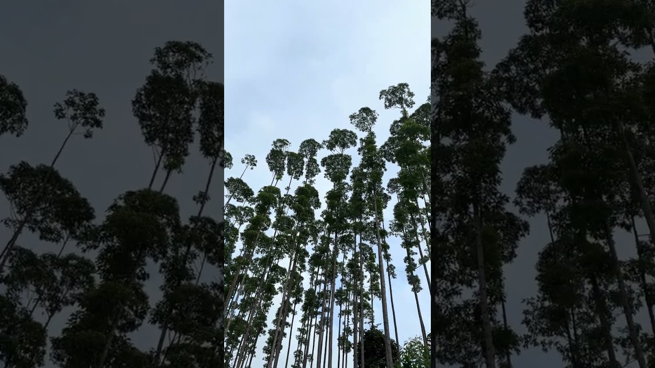POV Morning View from APRIL's Riau #Plantations #shorts