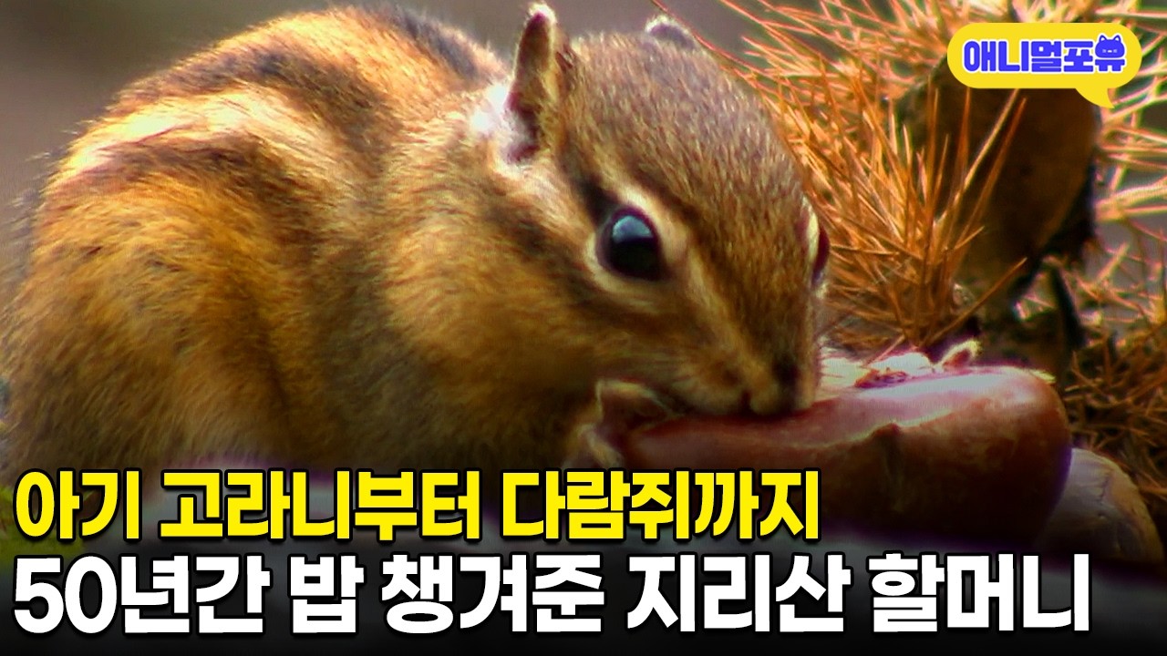 야생 동물과 공생하는 지리산 할머니의 이야기ㅣKBS 야생여정 181013 방송