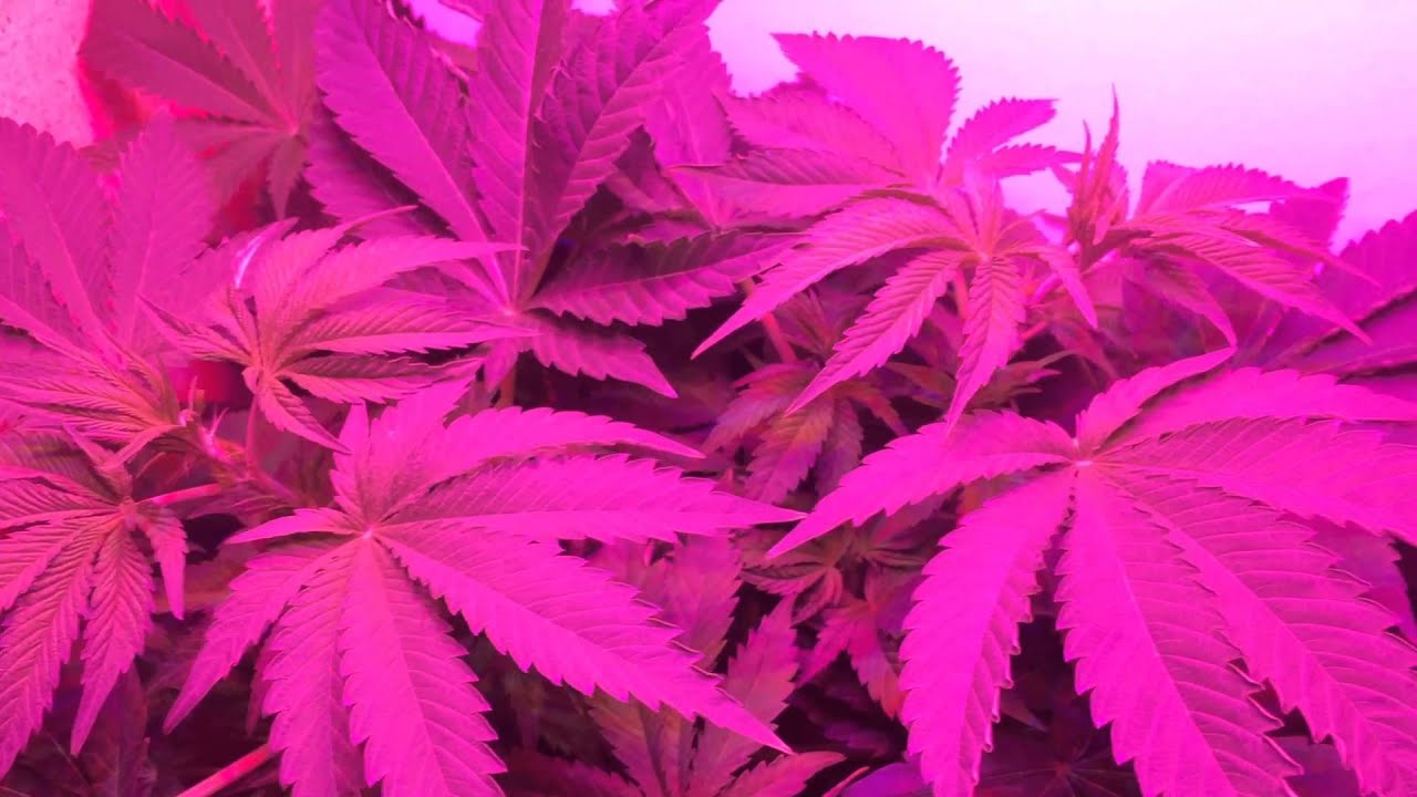 Thin mint cookies: week 8