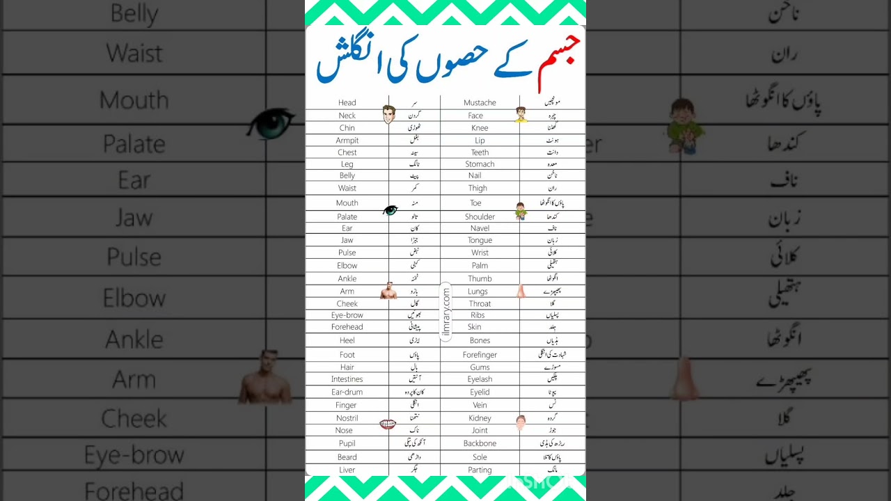 human body parts names in English with Urdu meanings.....