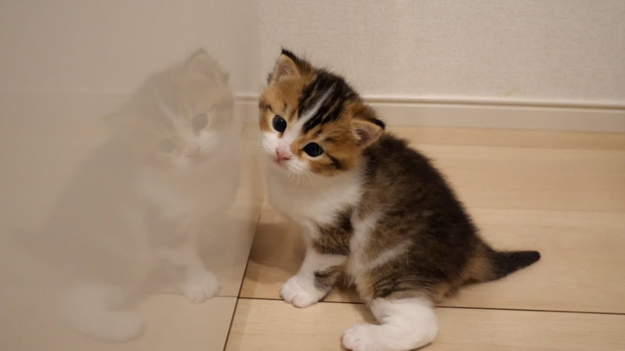 Kitten Nico wondering about the kitten in the mirror.