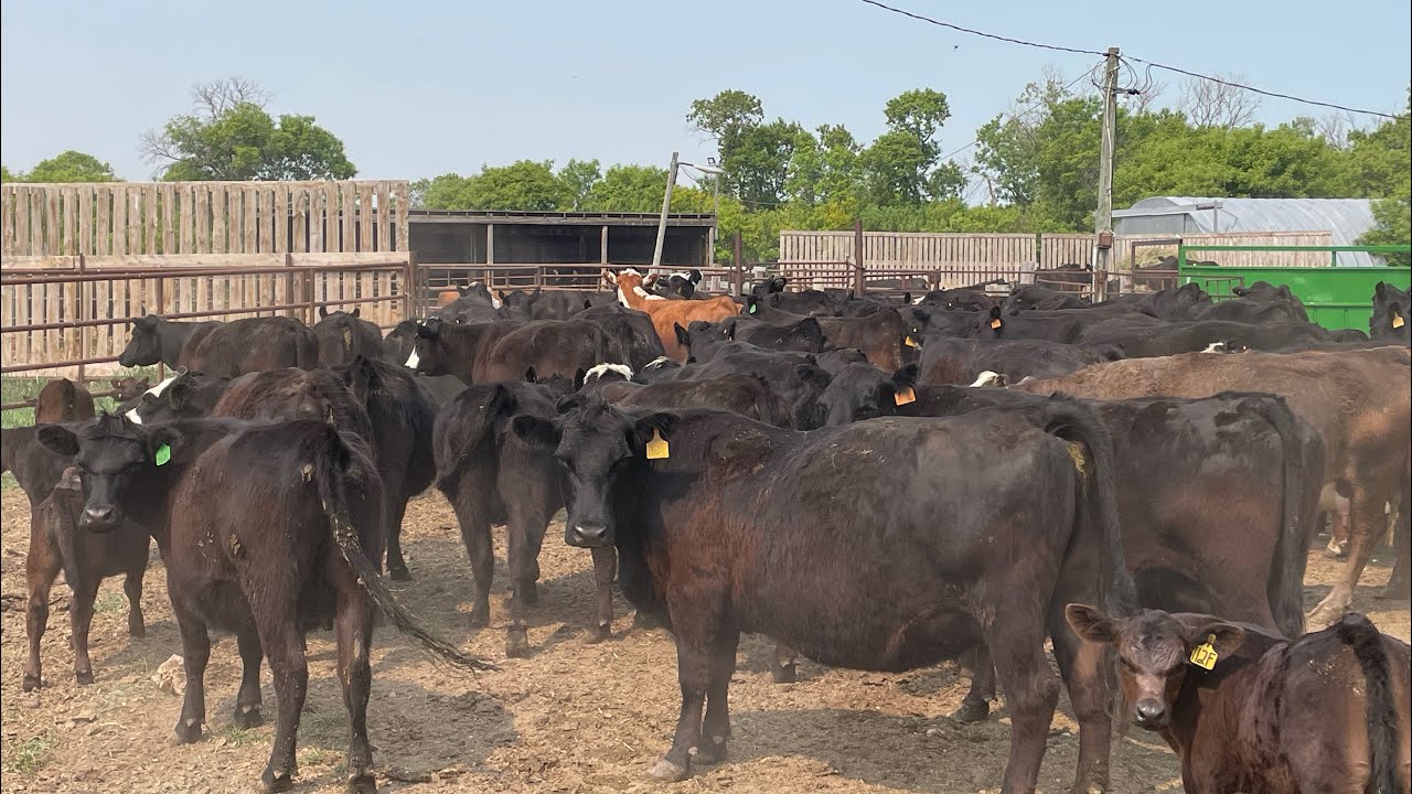 Fun day of working cows on a Manitoba farm!!