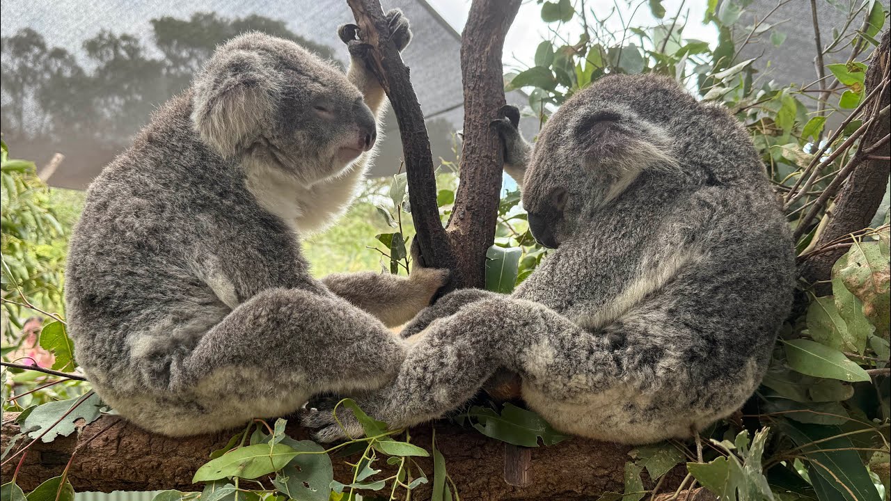 A visit to Paradise Country in the Gold Coast, Queensland, Australia 