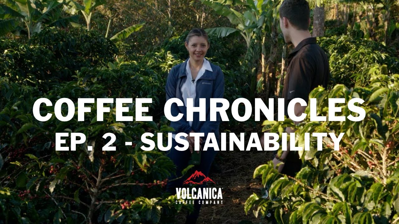 Costa Rica Coffee Farm, Las Mercedes