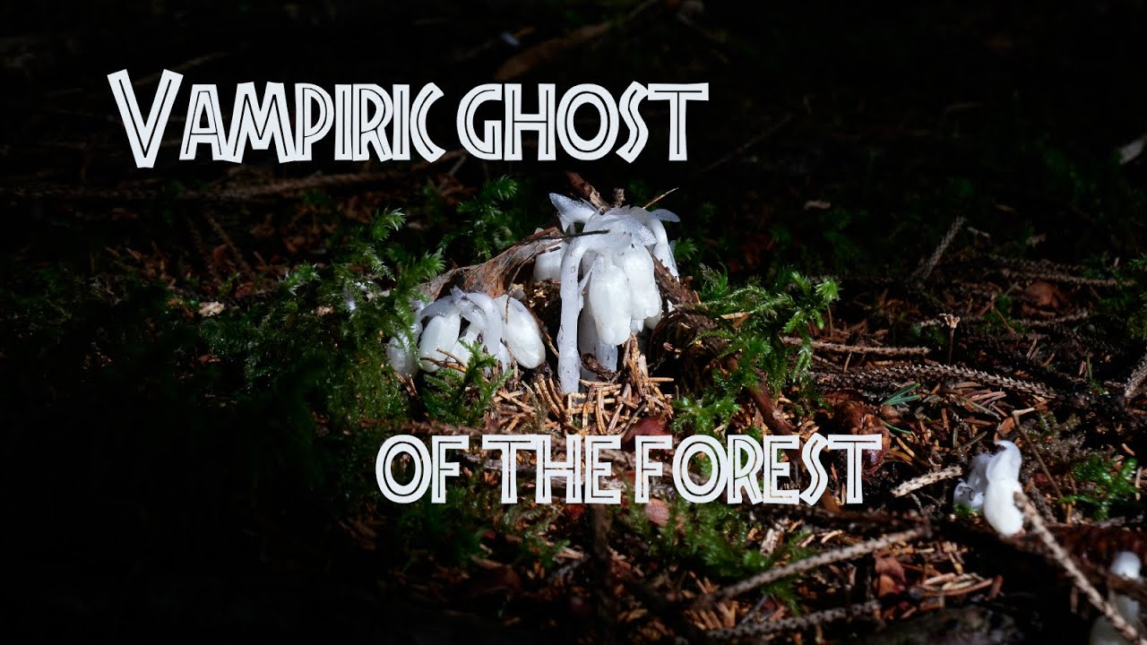 Ghost Pipe: Vampire Plant of the Forest #ghostpipe #parasite #botany