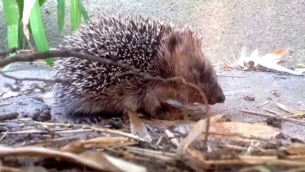 Wild baby Hedgehog eating slugs