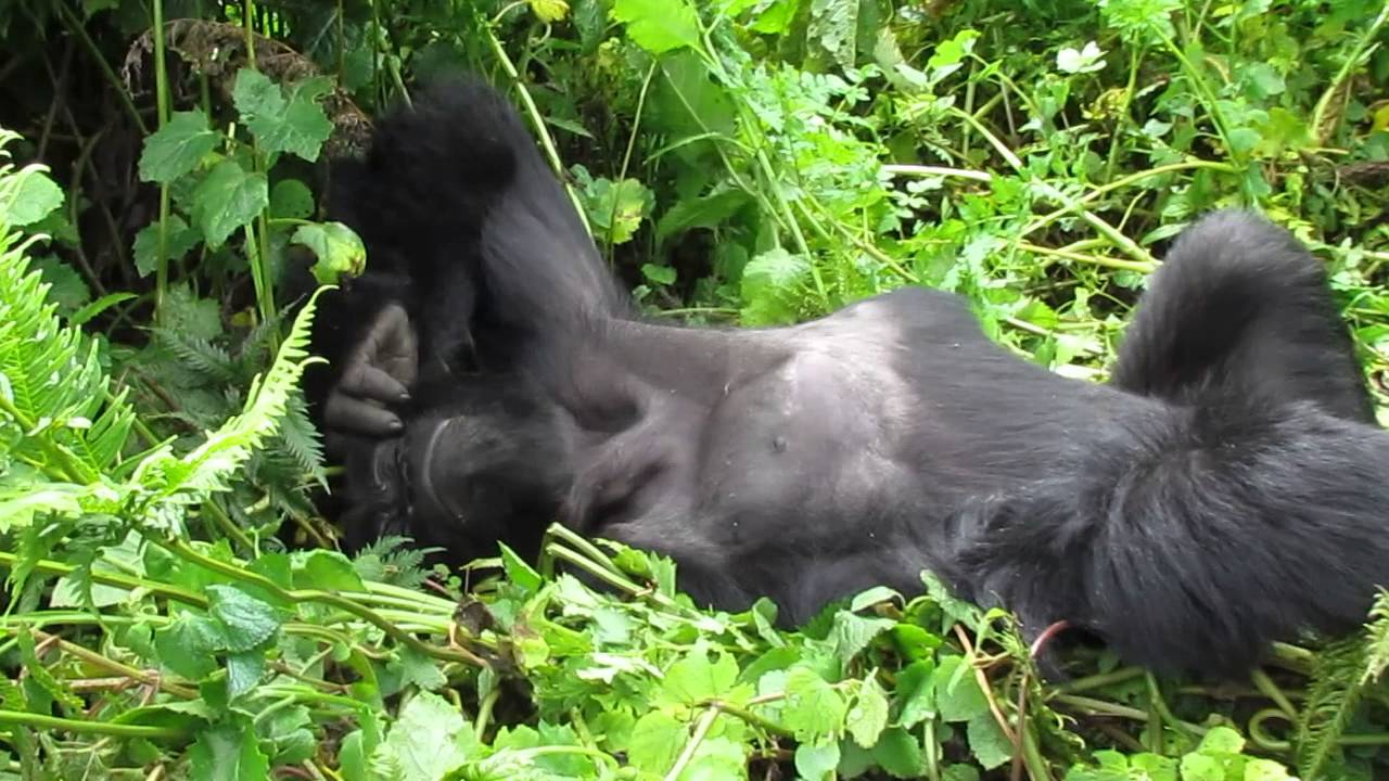 Wild gorilla sleeping peacefully... you can hear him breathing!