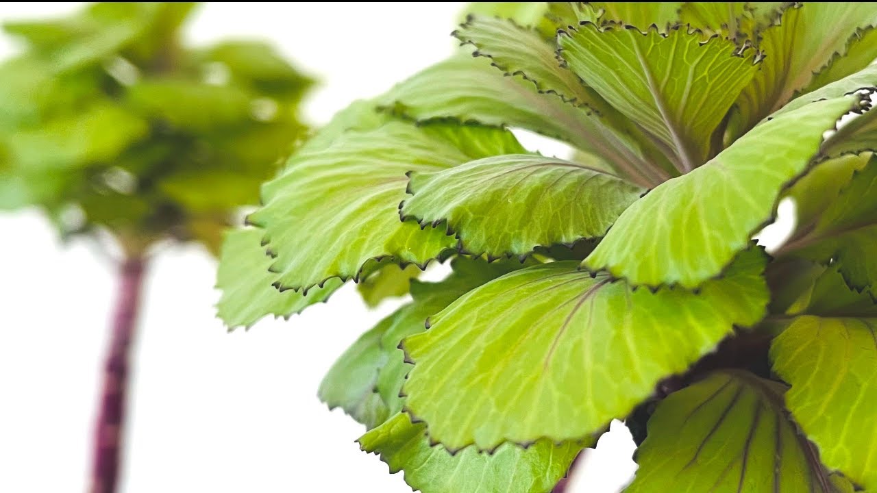 Lindrende healing til sygdomsramte (palliativ healing)