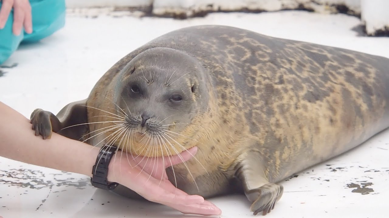 左手を触られたくないワモンアザラシのミゾレちゃん