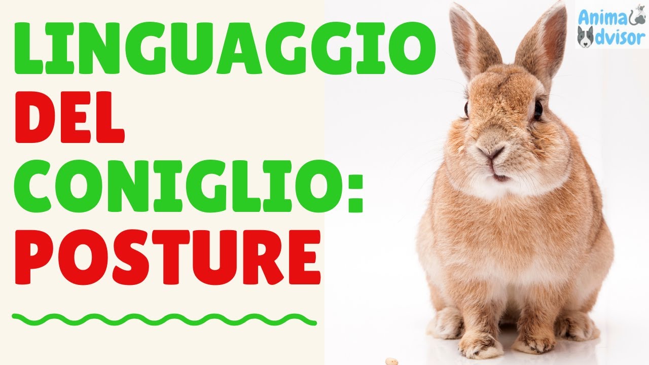 LINGUAGGIO DEL CONIGLIO: POSTURE E COMPORTAMENTI