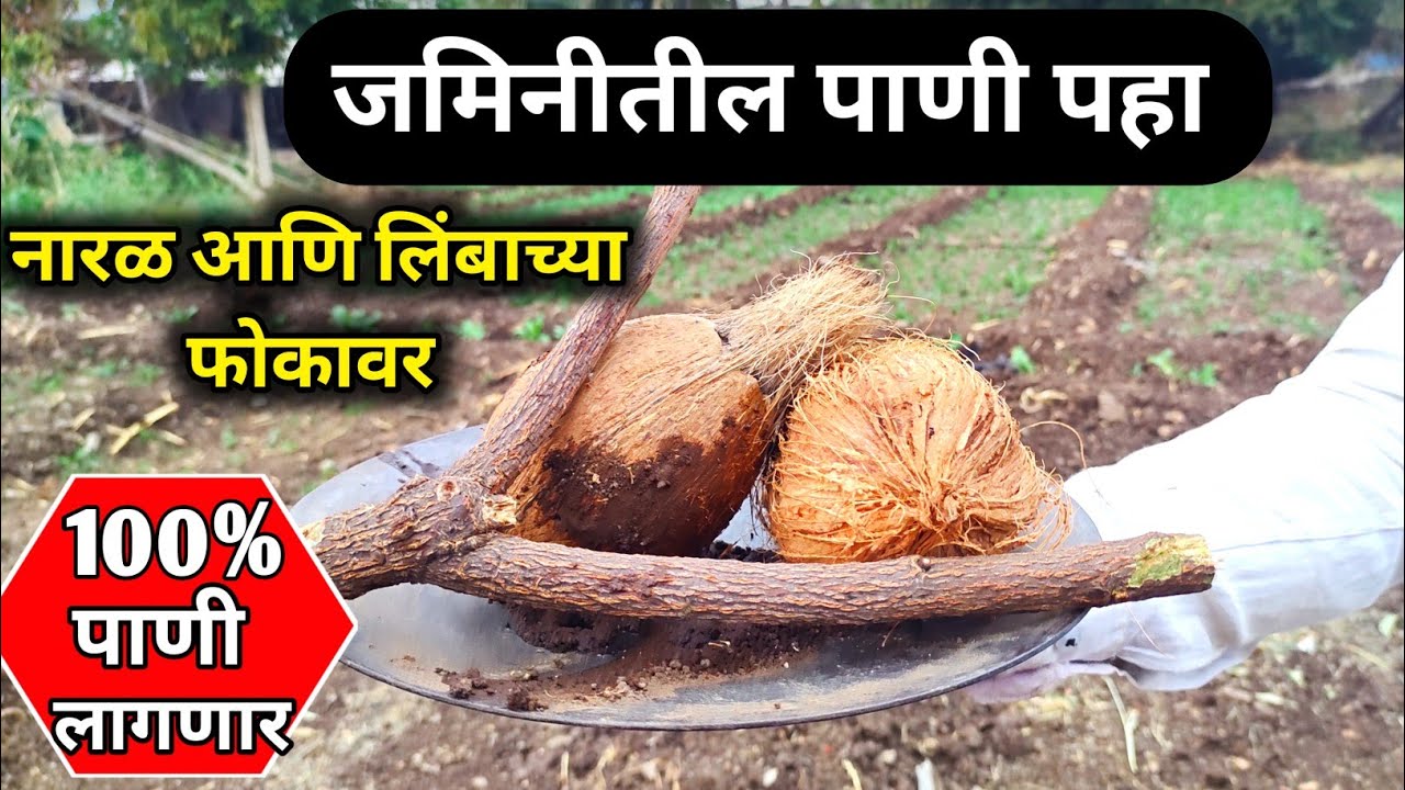 जमिनीतील पाणी पहा नारळ आणि लिंबाच्या फोकावर.