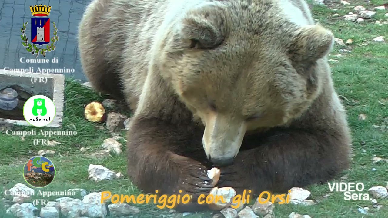 CAMPOLI APPENNINO POMERIGGIO CON GLI ORSI