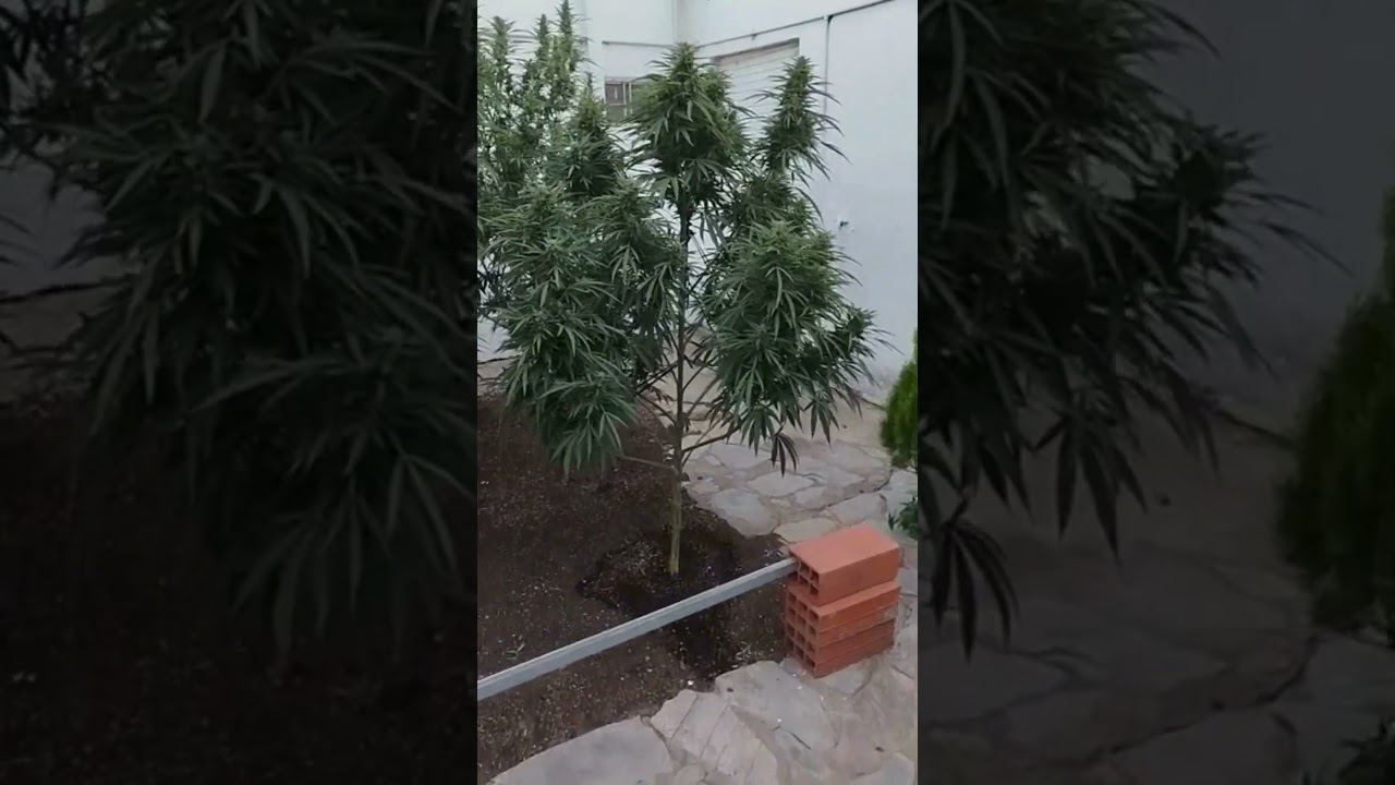 Uprawa konopi outdoor Easy Sativa, Shaman, Passion 1, Durban Poison