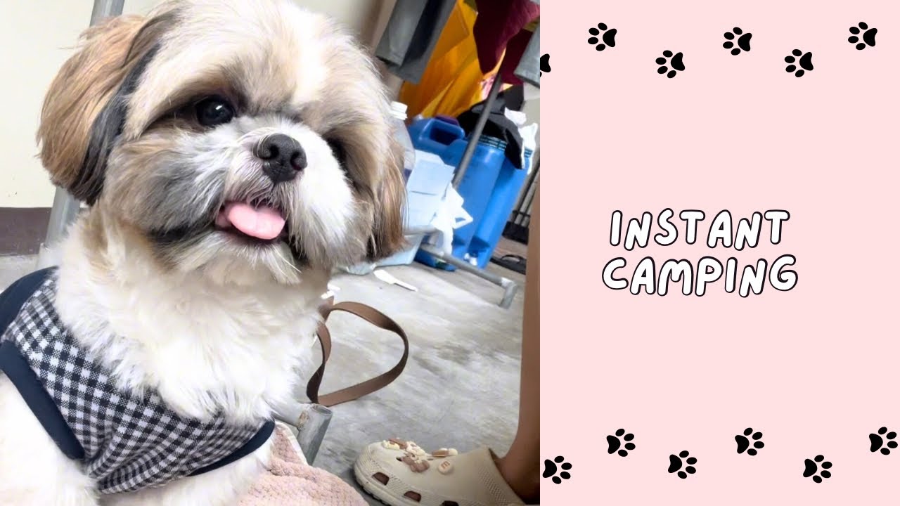 Vet visit + Camping 🐾 Story time!