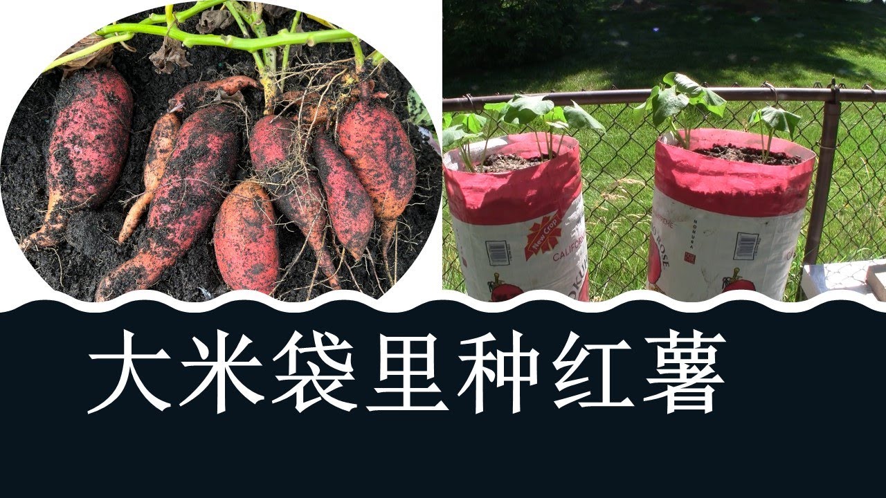 米袋子里种红薯/红薯的扦插技术