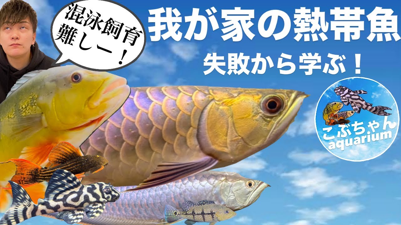 我が家の愉快な仲間たち紹介♪混泳飼育痛感！混泳飼育の大切なこと？アロワナ過背金龍、キクラ、ブラックシルバーアロワナ、トリムプレコ、キンペコなどなど…☆