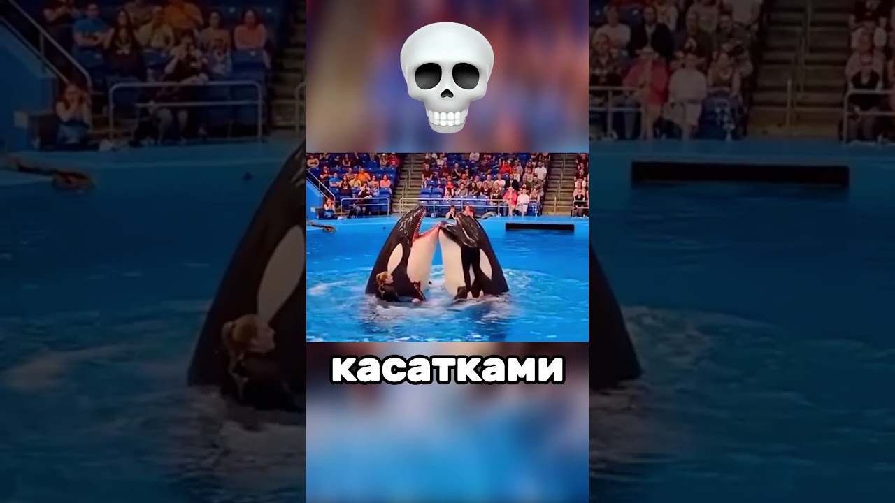 ⚡ &laquo;Касатки против тренера: трагедия на глазах у зрителей&raquo; #животные #интересныефакты #мемы