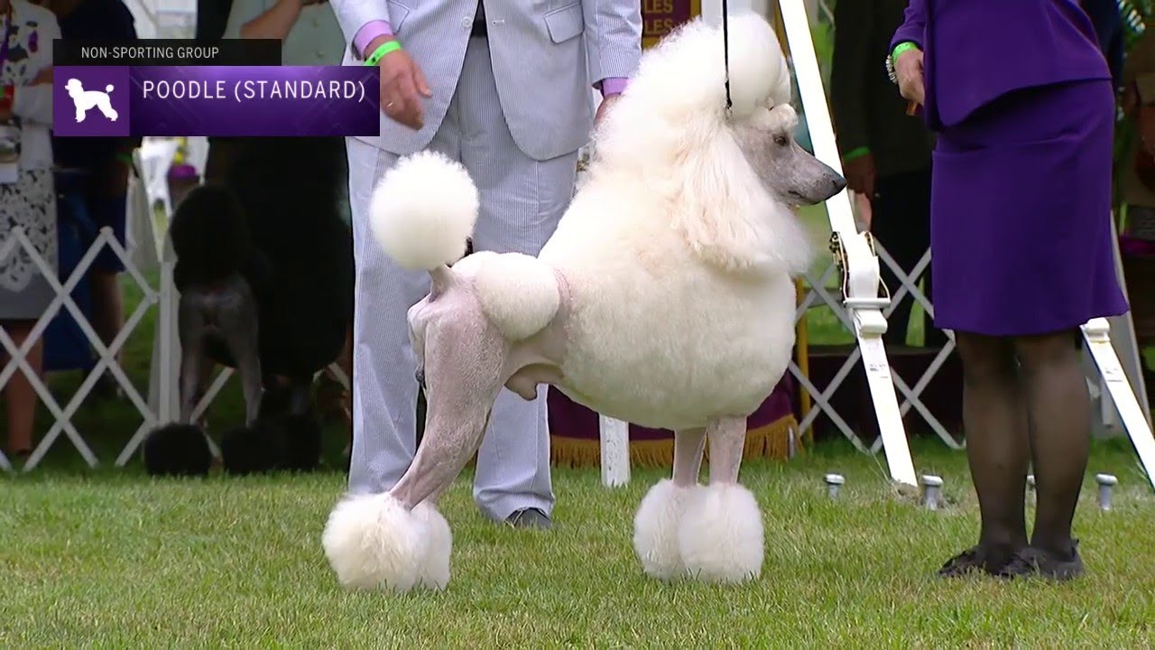 Poodles (Standard) | Breed Judging 2021
