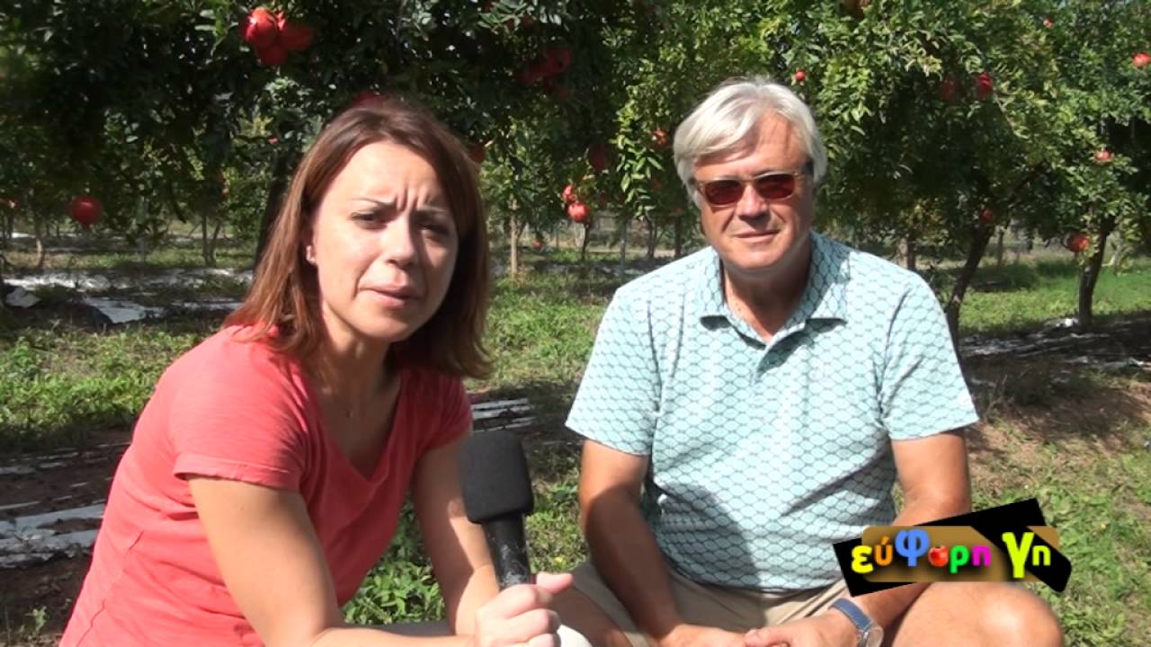ΕΥΦΟΡΗ ΓΗ - ΕΚΠΟΜΠΗ Νο 8 Ρόδι: Καλλιέργεια ροδιάς, ασθένειες και εμπορικές προοπτικές  24 11 2015