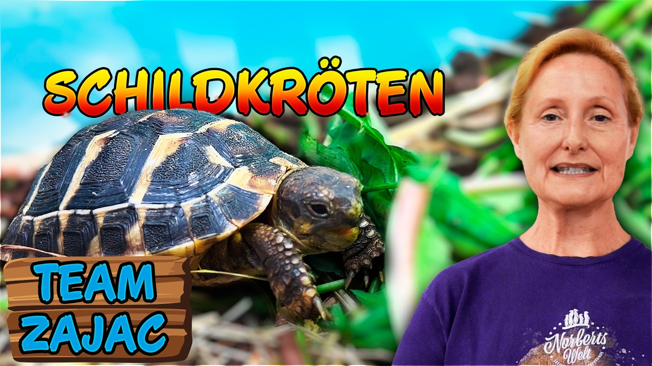 So hältst du deine SCHILDKRÖTEN im GARTEN | Zoo Zajac