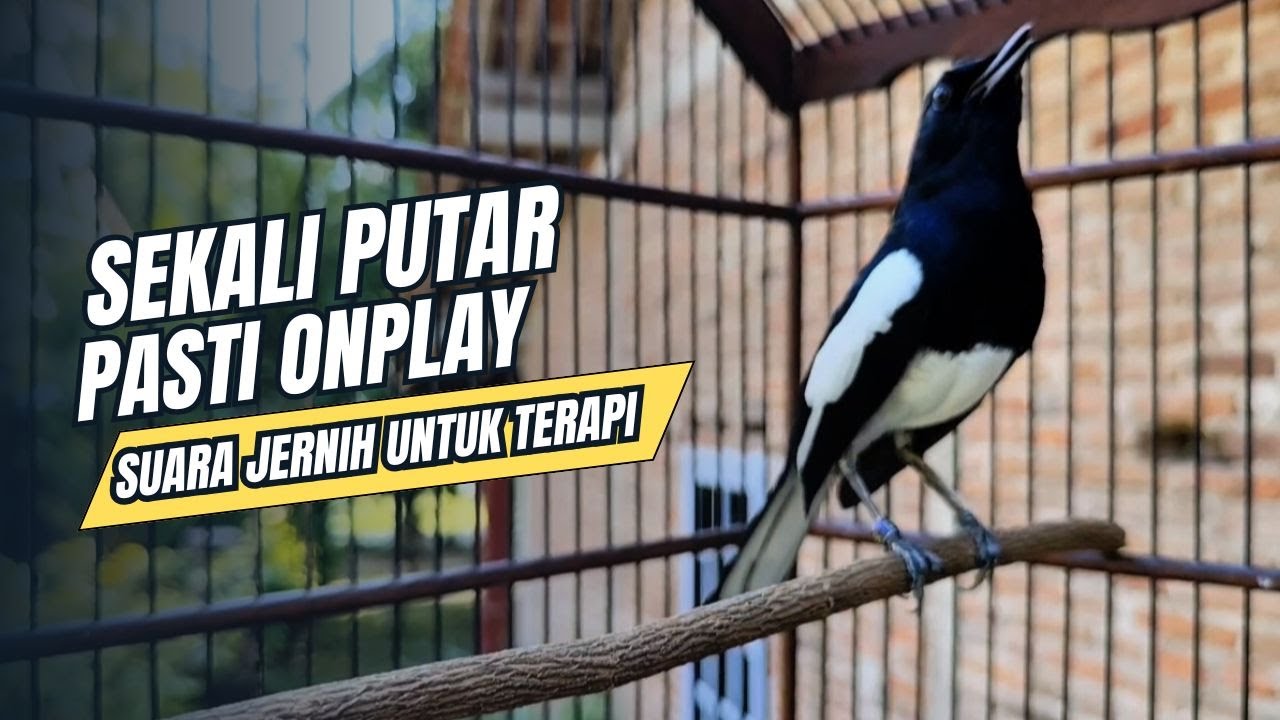 suara BURUNG kacer GACOR ngeplong KONSLET Tarung ini Paling Ampuh buat PANCINGAN KACER agar EMOSI
