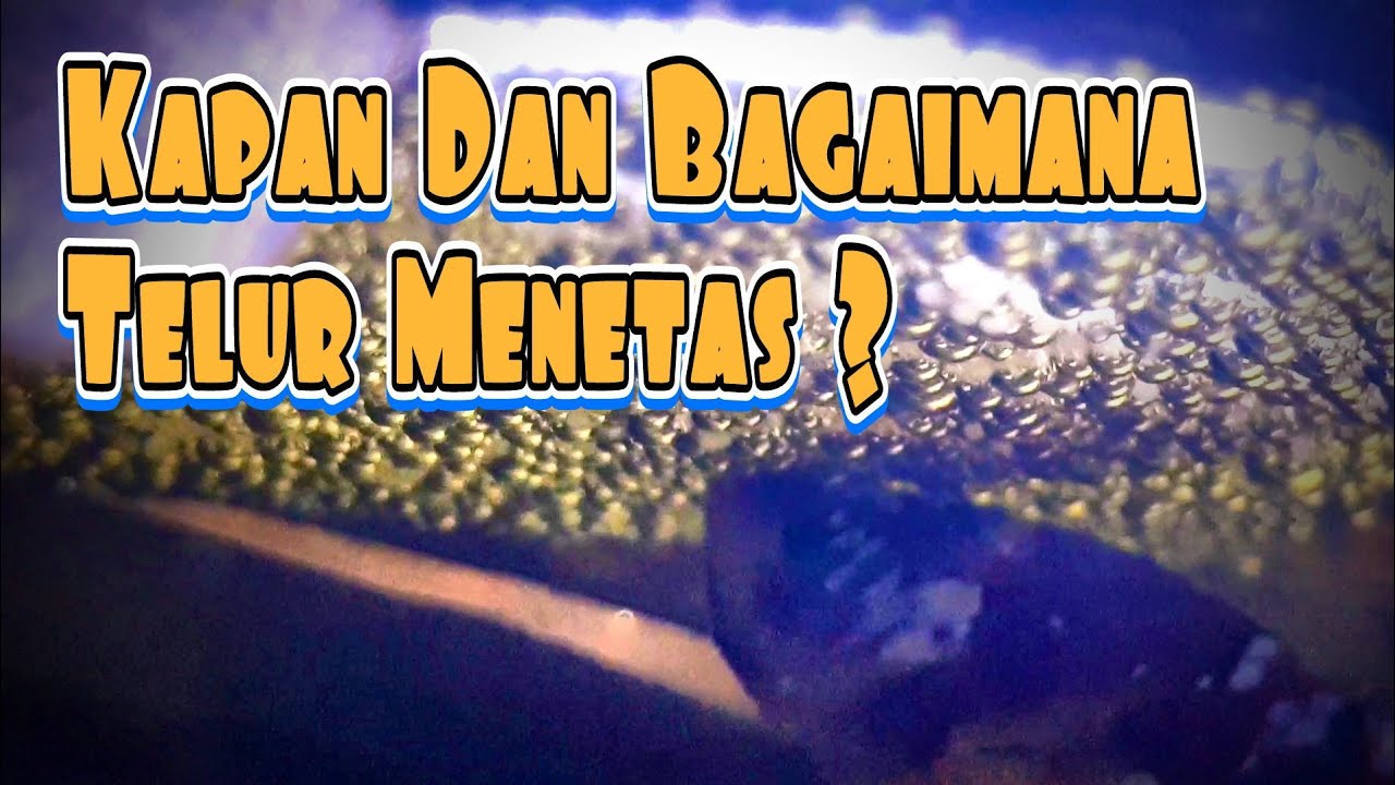 Kapan Dan Bagaimana Telur Ikan Cupang Menetas (Update Harian)