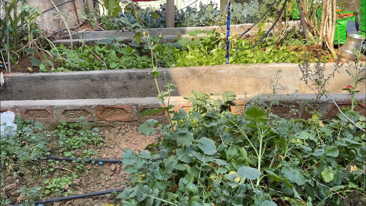 Veggie Garden Tour😊✌️