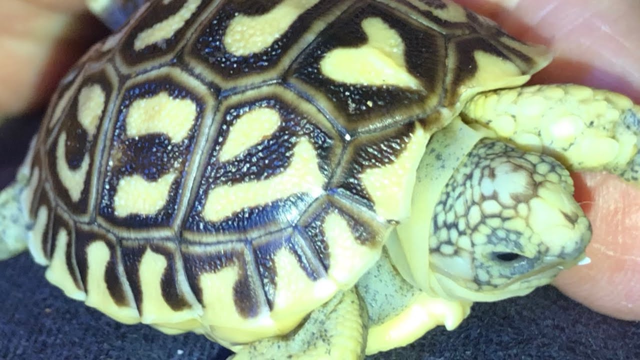 African Leopard tortoise, and her eggs￼