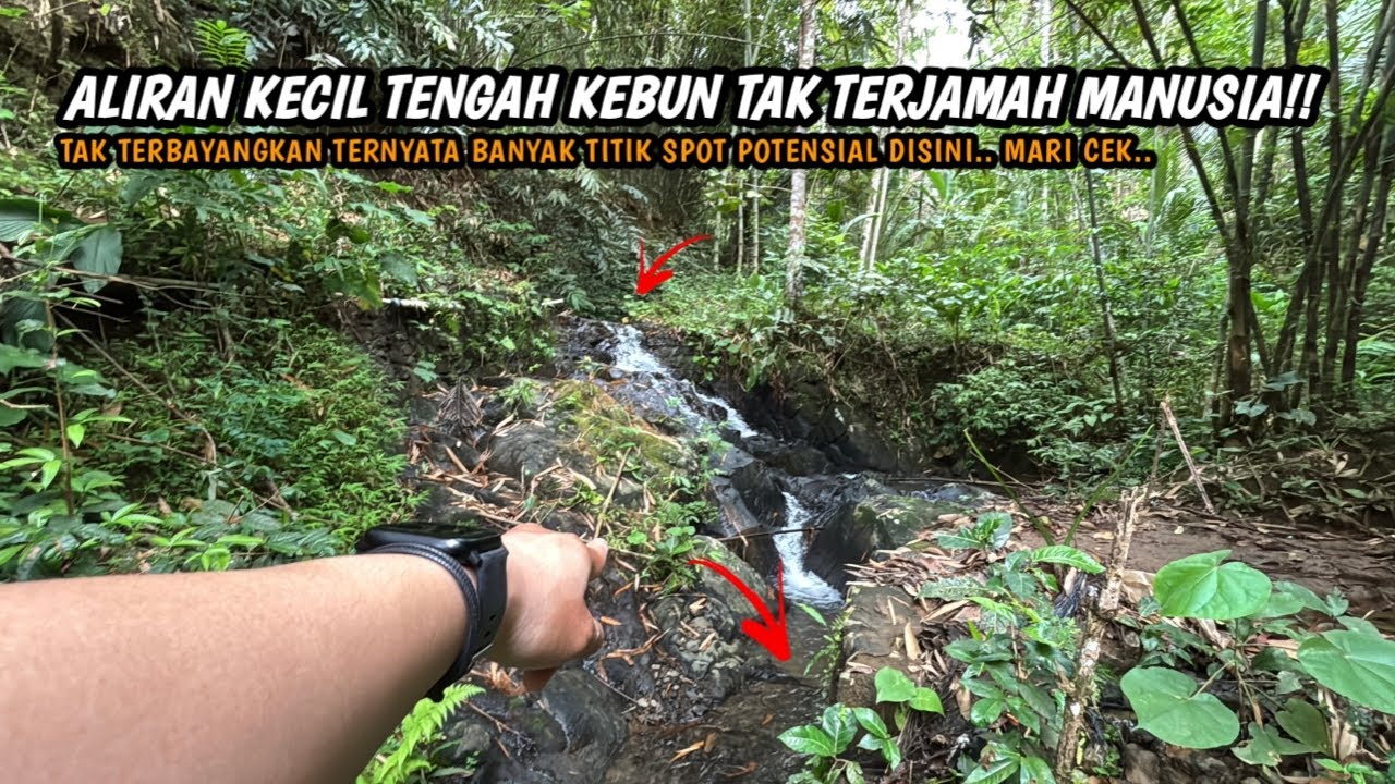 SPOT TENGAH KEBUN TAK TERJAMAH MANUSIA!!  Mancing wader teknik kumbul umpan rasbora di kalen kecil