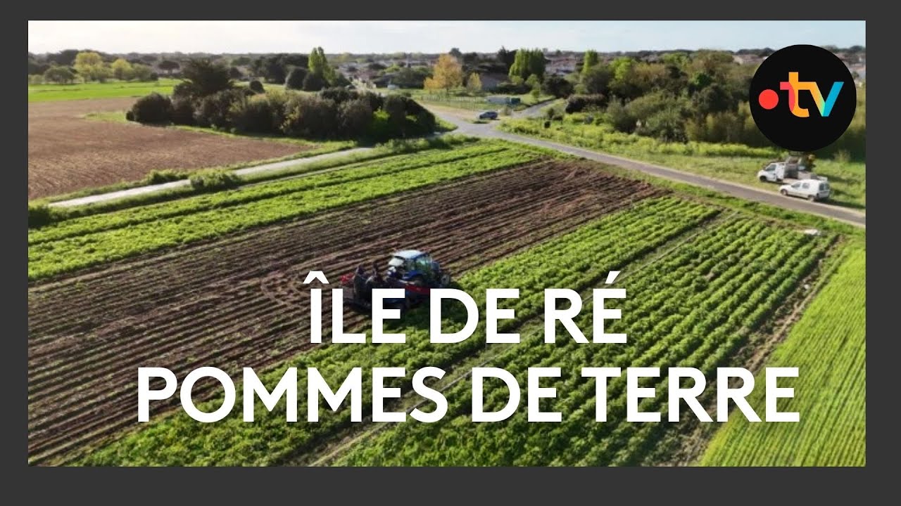 Récolte de pommes de terre au Bois-Plage-en-Ré