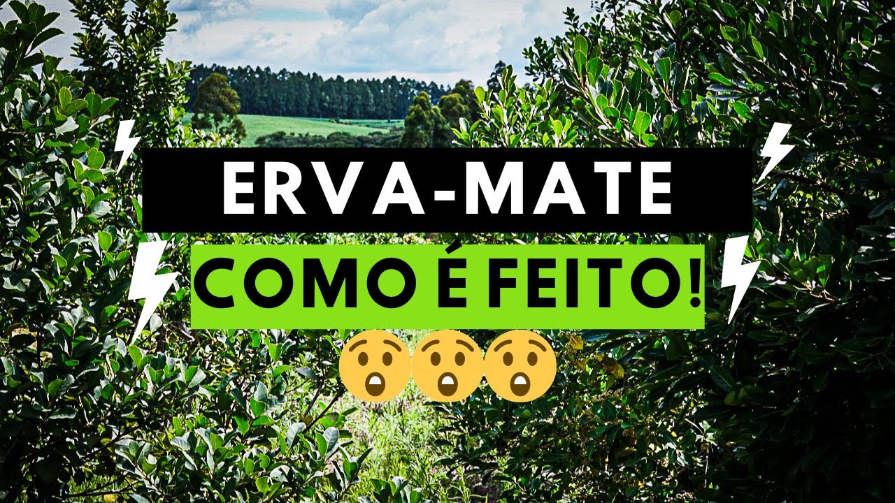 COMO &Eacute; FEITO TODO O PROCESSO DA ERVA-MATE DE TERER&Eacute; E CHIMARR&Atilde;O! VOC&Ecirc; PRECISA VER ISSO.