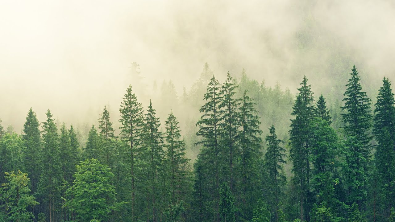 Relax Music/Forest/Piano  (rest of the soul and body)