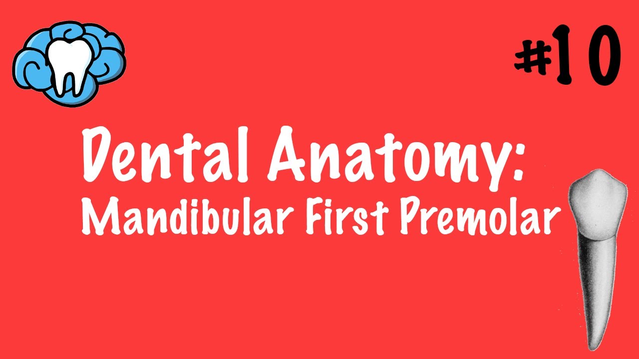 Dental Anatomy | Mandibular First Premolar | INBDE