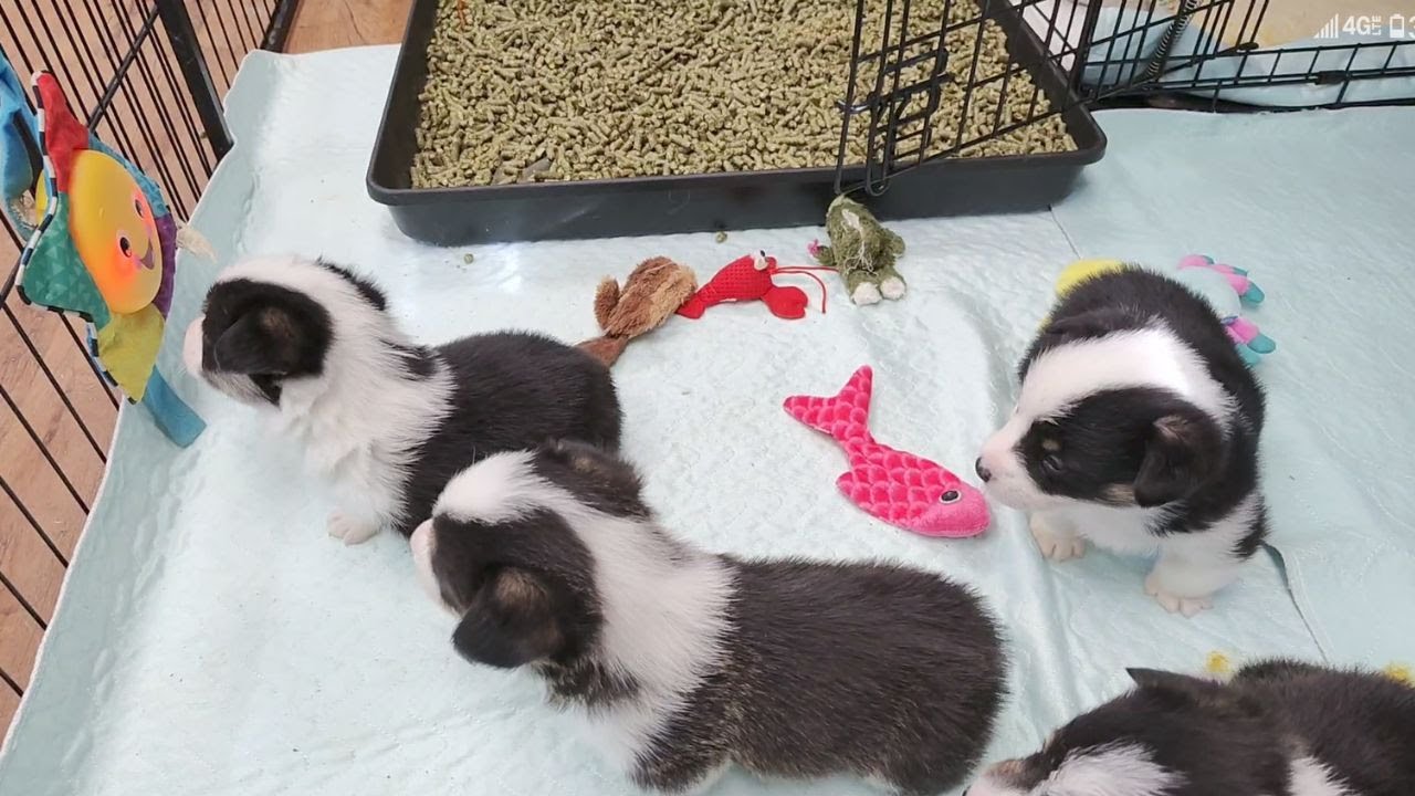 What will these Corgi puppies will look like?