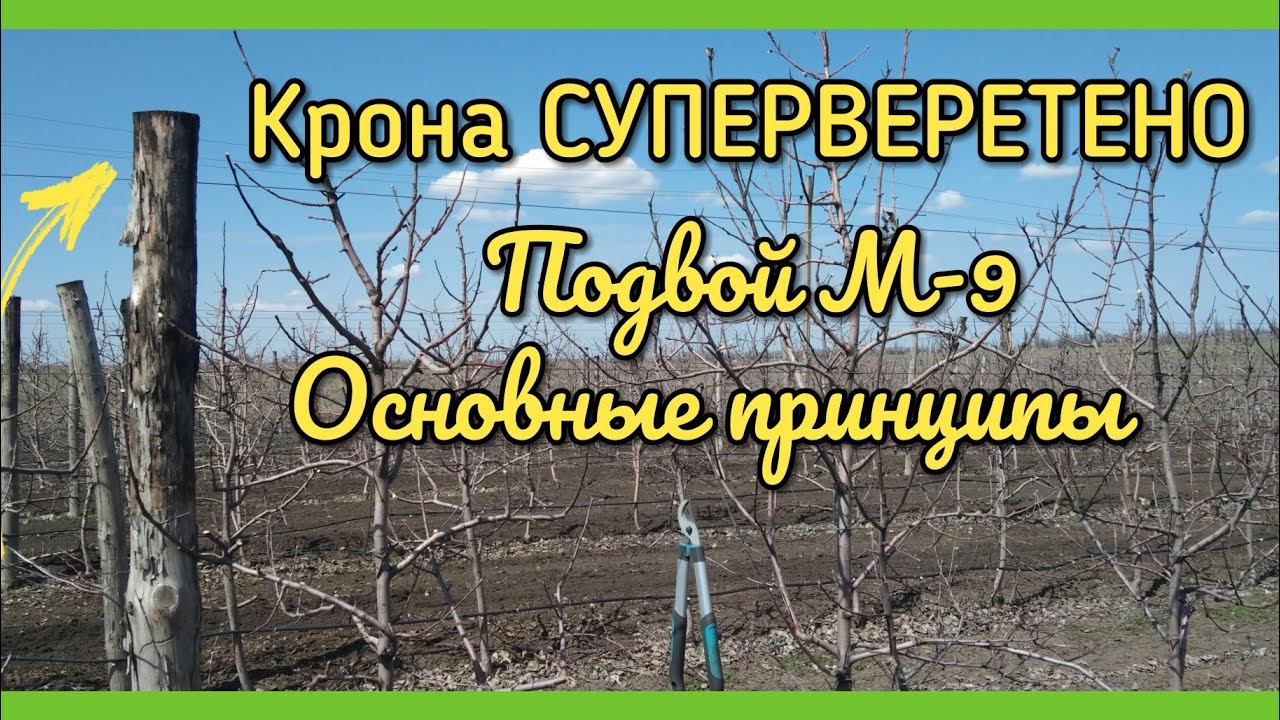 Обрезка яблони СУПЕРВЕРЕТЕНОМ сорт 