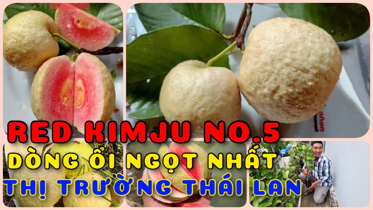 Red Kimju No.5 ổi ngọt nhất thị trường Thái Lan  | 0386569374 - Ngọc Ngân Bến Tre |Chuyên cây độc lạ